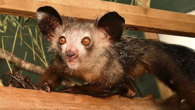Researchers Found Aye-Aye Lemur to be the Only Primate with Six Fingers
