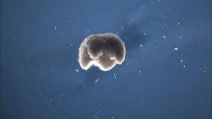 scientists-finally-developed-living-programmable-organisms-using-frog-embryo-cells