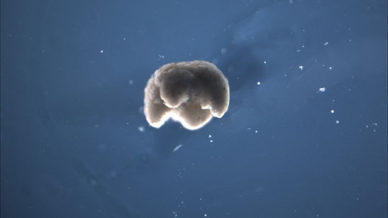 scientists-finally-developed-living-programmable-organisms-using-frog-embryo-cells