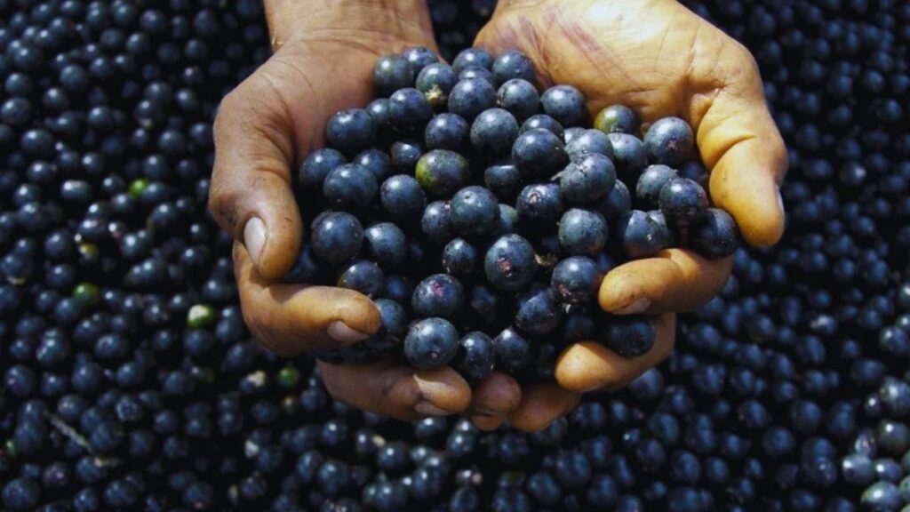 Brazil, US, Donald Trump, Tariff, Acai Berries