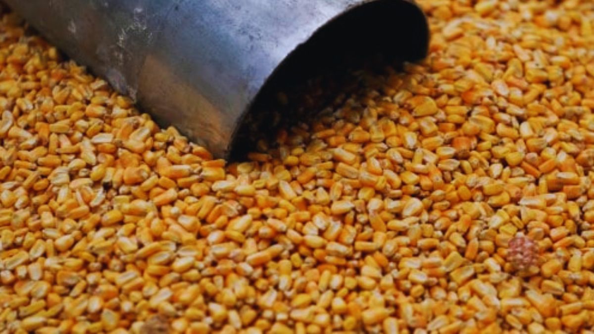 US, Howard Lutnick, Donald Trump, Piyush Goyal, Narendra Modi, India, Corn, Maize, Trade Tariff