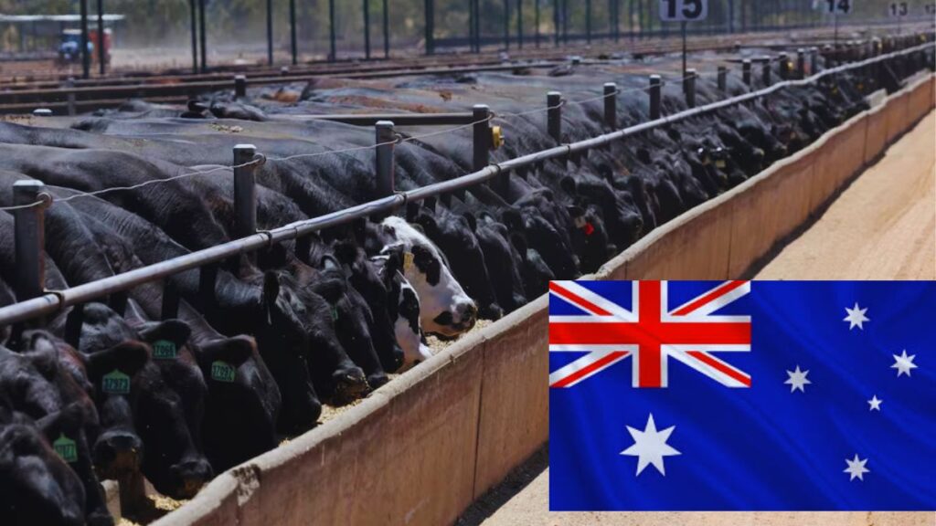 Australia beef exports, grain-fed beef, Australian feedlots, cattle industry Australia, beef export markets Asia, US beef shortages, cattle on feed Australia, grain-fed vs grass-fed beef, Australia feedlot boom, grain-fed beef demand Asia, Australian cattle feedlot growth, US drought impact on beef supply, consistent beef supply chain Australia, feedlot capacity expansion Australia, grain-fed beef marbling, premium beef exports Australia, Japan grain-fed beef imports, South Korea beef demand, China beef imports Australia, Australian cattle weight gain feedlots, grain-fed beef supply chain, Australian beef market trends, feedlot expansion Australia, Australian grain production livestock, beef industry structural change Australia, Asia beef import trends, grain-fed beef quality Australia